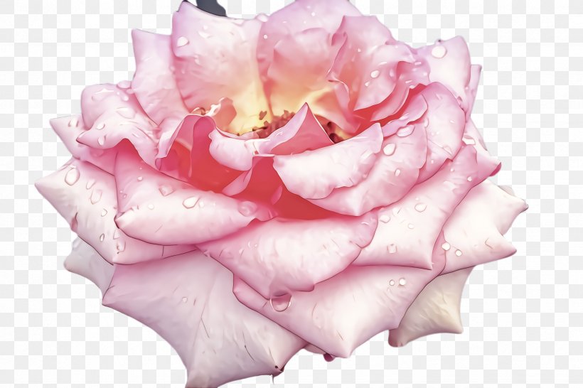 Garden Roses, PNG, 2448x1632px, Flower, Floribunda, Garden Roses, Hybrid Tea Rose, Petal Download Free