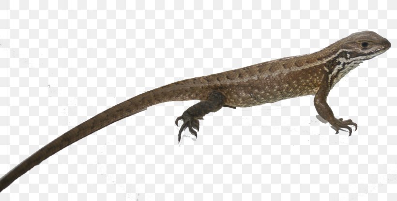 Reptile Lizard Newt Animal Common Iguanas, PNG, 2048x1040px, Reptile, Agama, Agamidae, Amphibian, Animal Download Free