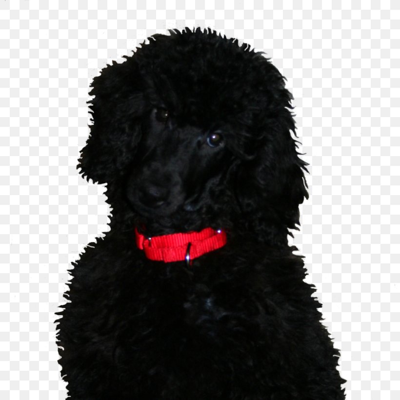 Standard Poodle Portuguese Water Dog Irish Water Spaniel American Water Spaniel Barbet, PNG, 800x820px, Standard Poodle, American Water Spaniel, Barbet, Carnivoran, Companion Dog Download Free