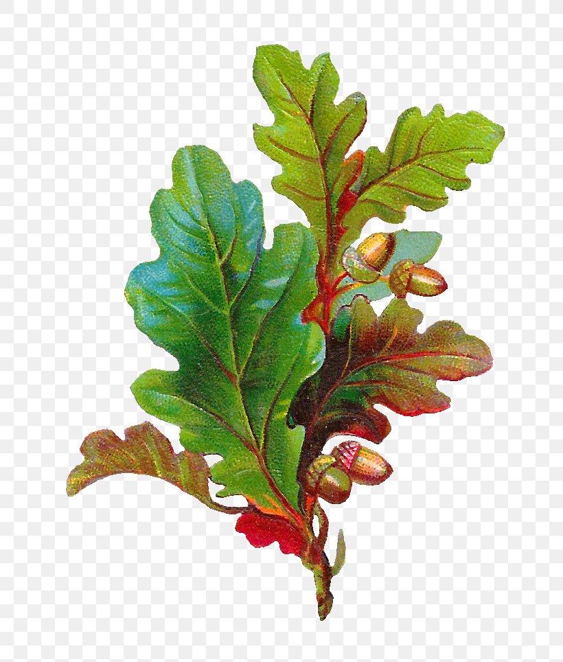 Swamp Spanish Oak White Oak Acorn Leaf Clip Art, PNG, 766x964px, Swamp Spanish Oak, Acorn, Autumn Leaf Color, Branch, Color Download Free