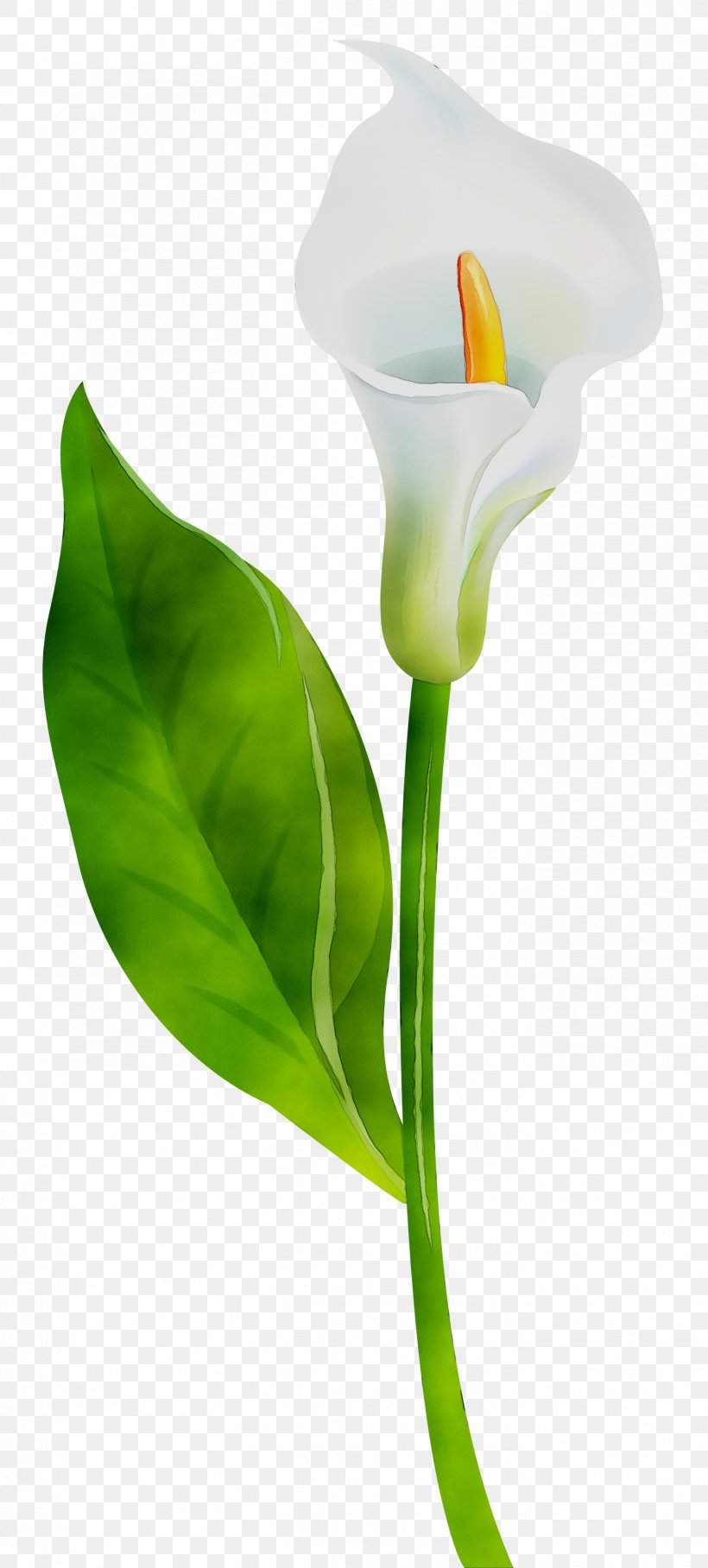 Arum Lilies Plant Stem Cut Flowers Leaf Product Design, PNG, 1354x3000px, Arum Lilies, Alismatales, Anthurium, Arum, Arum Family Download Free
