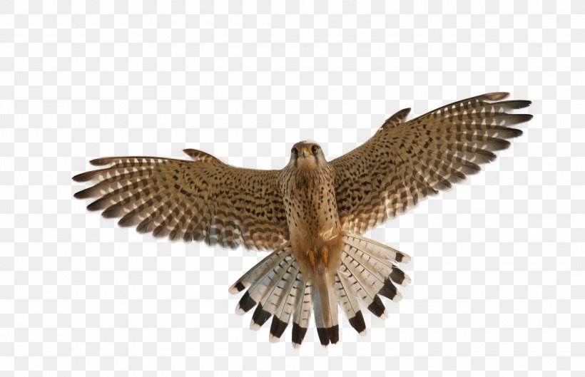 Bird Flight Falcon, PNG, 2190x1413px, Bird, Accipitriformes, Beak, Bird Of Prey, Bmp File Format Download Free
