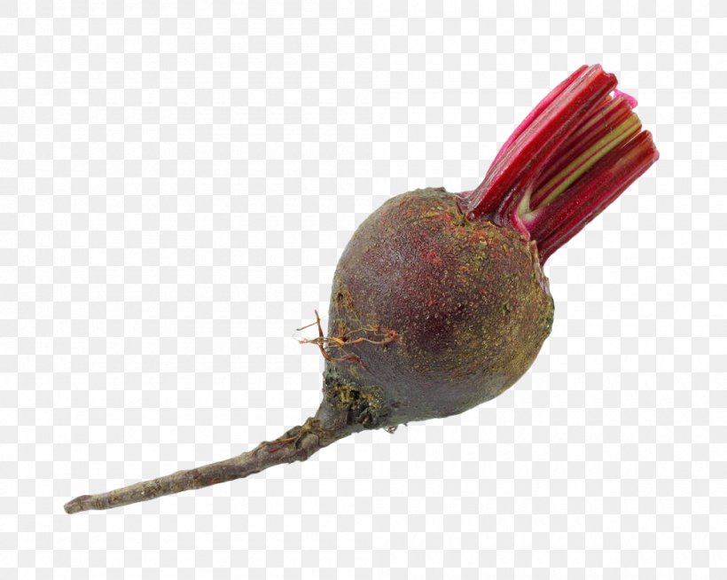 Common Beet Beetroot Stock Photography, PNG, 1000x798px, Common Beet, Beetroot, Beta, Fruit, Photography Download Free
