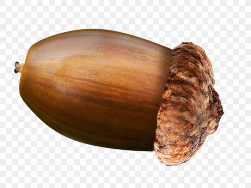 English Oak Acorn Nut, PNG, 1600x1201px, English Oak, Acorn, Cooking, Digital Media, Food Download Free