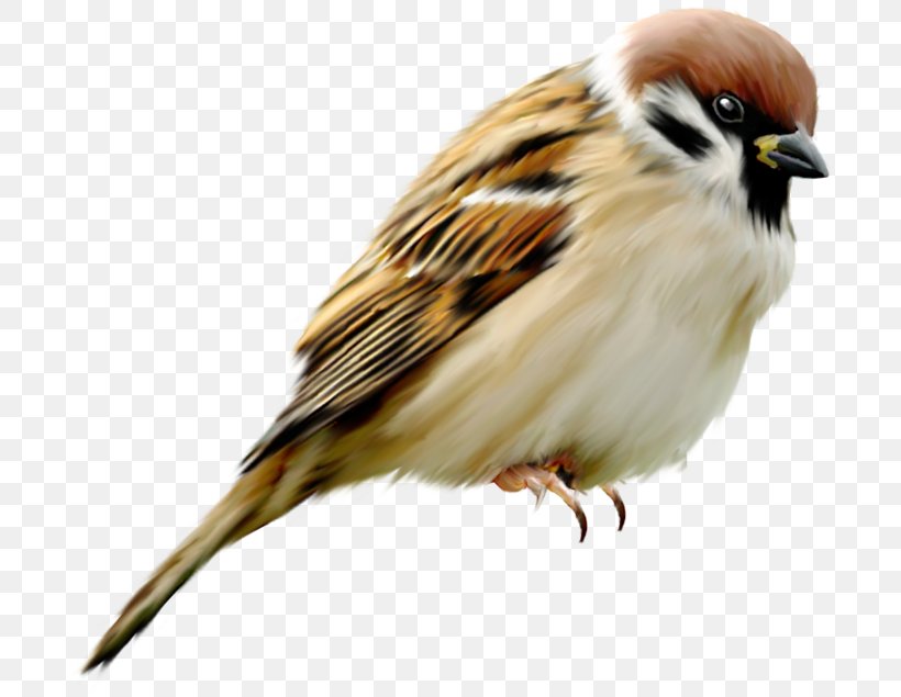 House Sparrow Bird Clip Art, PNG, 700x635px, 3d Computer Graphics, Sparrow, Beak, Bird, Digital Image Download Free