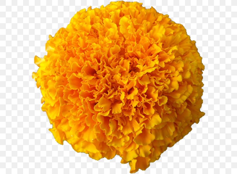 Marigold Cut Flowers Afro Calendula Officinalis, PNG, 600x600px, Marigold, Afro, Argyranthemum Frutescens, Birth Flower, Budi Daya Download Free