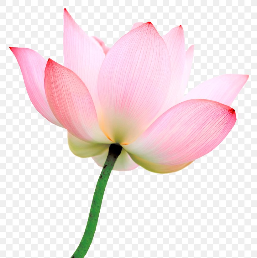 Nelumbo Nucifera Vesak Buddhism Buddha's Birthday Flower, PNG, 777x824px, Nelumbo Nucifera, Aquatic Plant, Birthday, Blossom, Bud Download Free