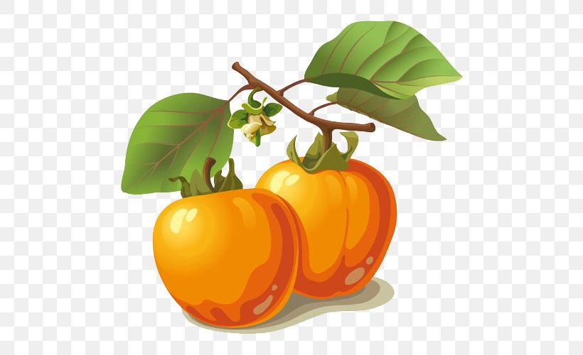 Persimmon Euclidean Vector Fruit Frutti Di Bosco, PNG, 500x500px, Persimmon, Apple, Bitter Orange, Citrus, Coconut Download Free