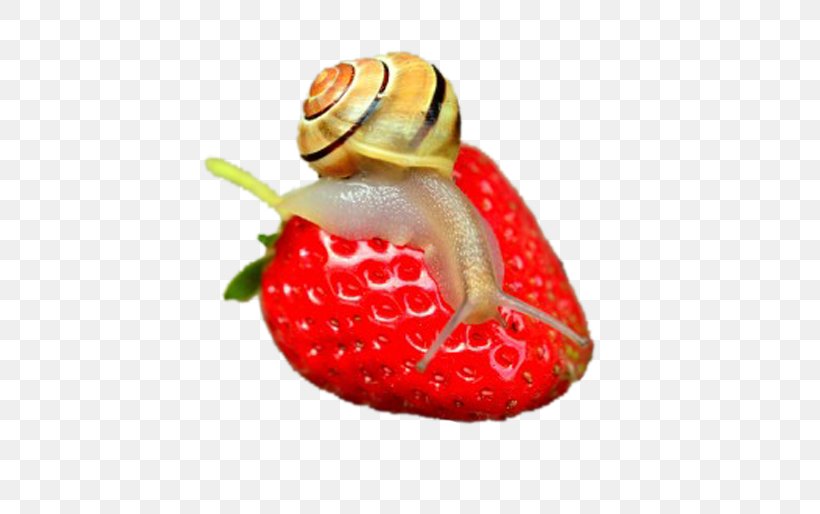 Snail Slime Gastropod Shell Fruit Mollusc Shell, PNG, 647x514px, 4k Resolution, Snail, Food, Fruit, Gastropod Shell Download Free