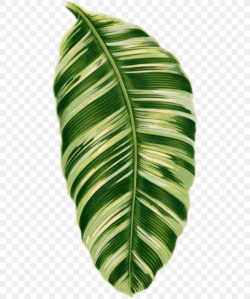 Banana Leaf, PNG, 480x979px, Leaf, Banana Leaf, Green, House, Monstera Download Free