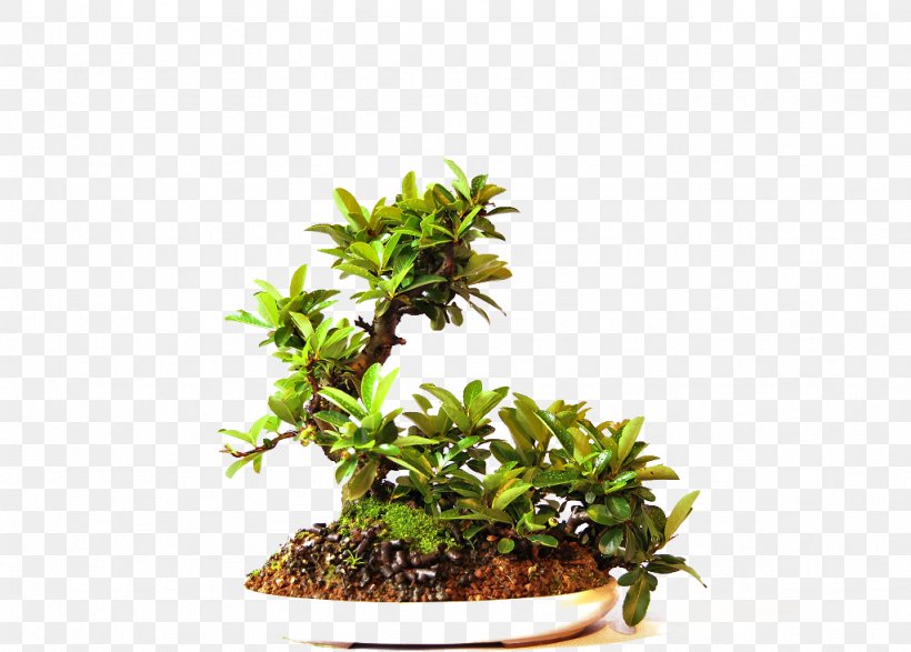 Bonsai Tree Online Shopping Flowerpot Cantabria, PNG, 1024x734px, Bonsai, Cantabria, Flowerpot, Herb, Houseplant Download Free