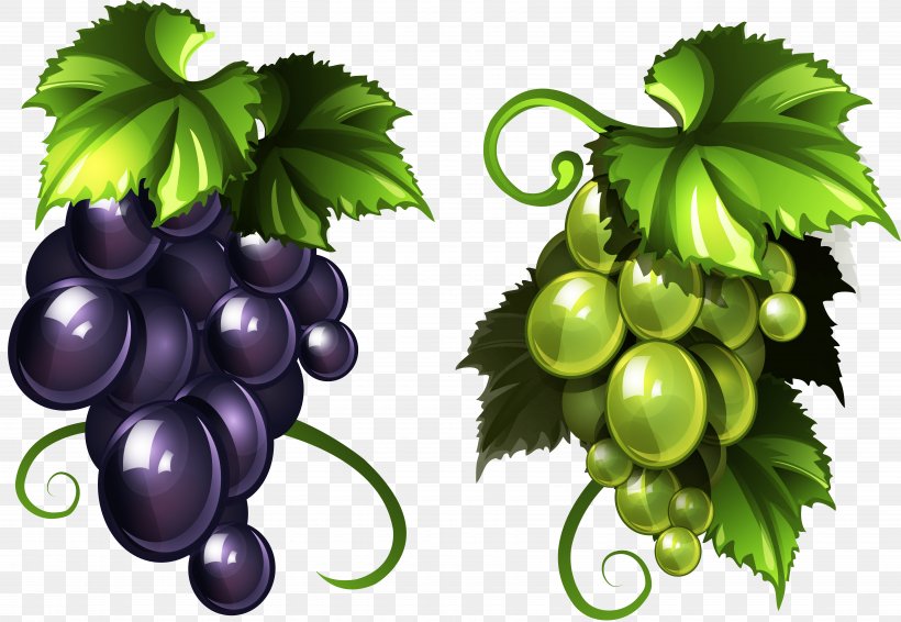 Common Grape Vine Wine Sultana Raisin, PNG, 7000x4836px, Common Grape Vine, Art, Berry, Currant, Drawing Download Free