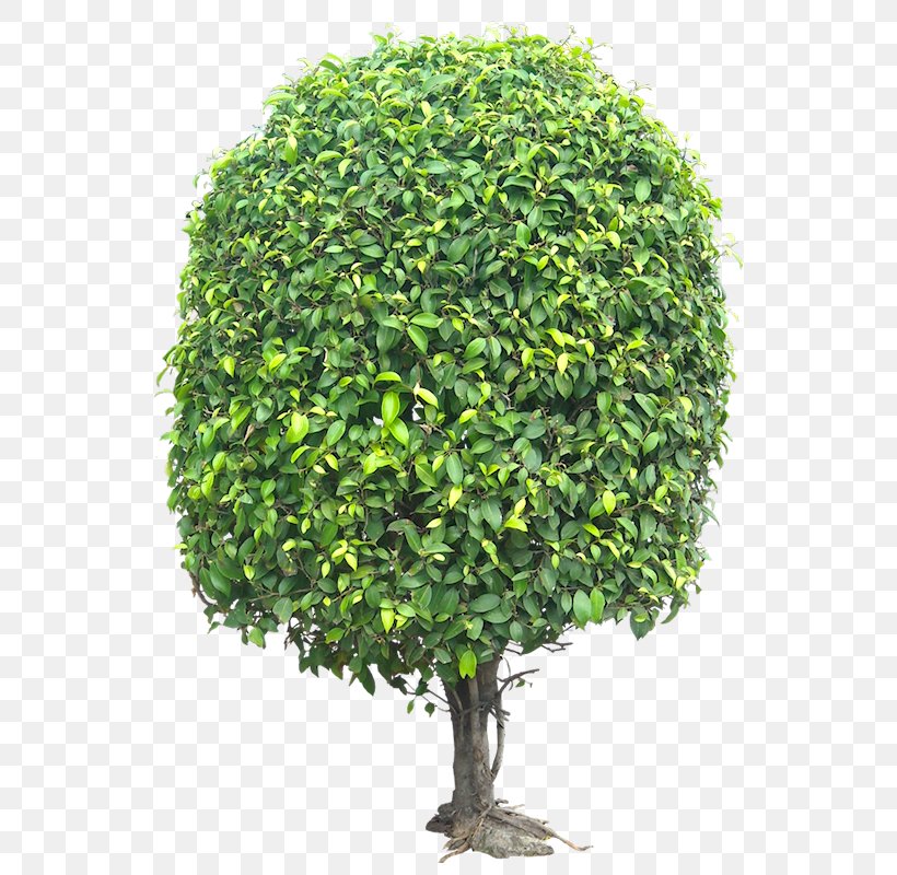 Evergreen Tree Argan Woody Plant, PNG, 547x800px, Evergreen, Argan, Branch, Broadleaved Tree, Conifers Download Free