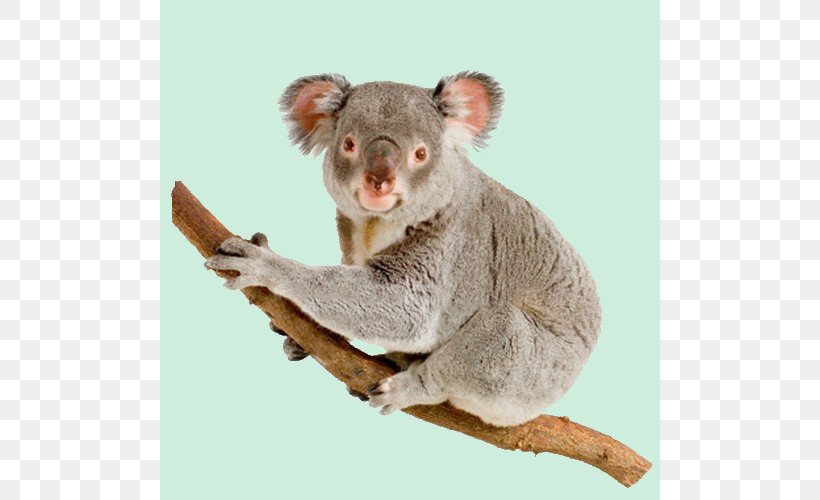 Koala Australia Bear Dog Rod Campbell's Aussie Animals, PNG, 500x500px, Koala, Animal, Australia, Bear, Cuteness Download Free