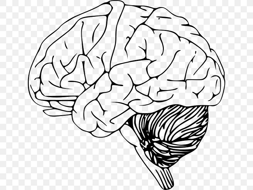 Outline Of The Human Brain Human Head Clip Art, PNG, 640x614px ...