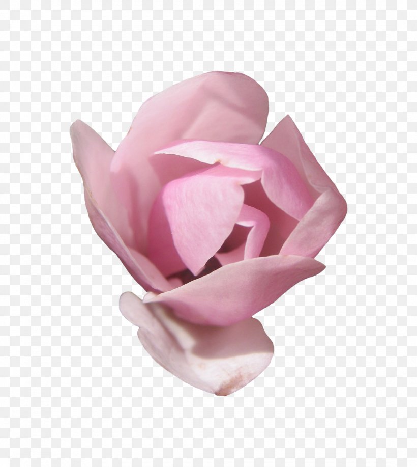 Smith & Thomas Funeral Home Garden Roses Centifolia Roses, PNG, 1080x1208px, Funeral, Centifolia Roses, Cremation, Cut Flowers, Email Download Free