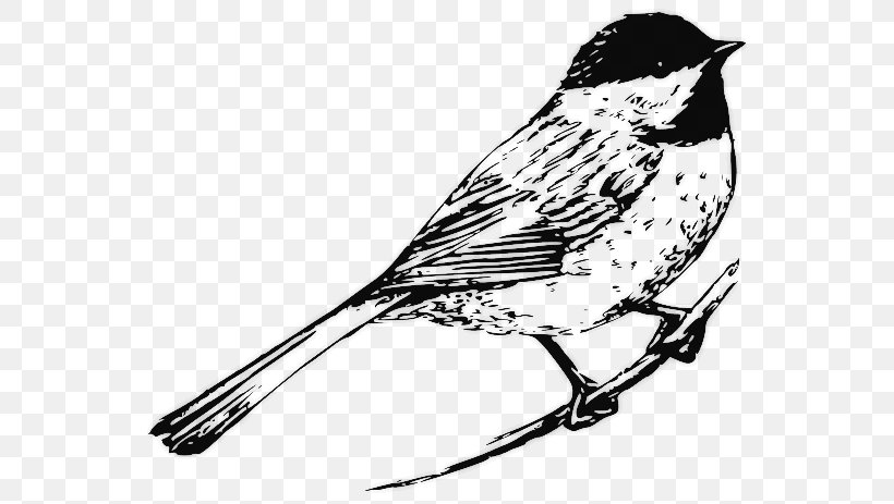 Bird Drawing Black And White Chickadee Clip Art, PNG, 578x463px, Bird, Art, Artwork, Beak, Black And White Download Free