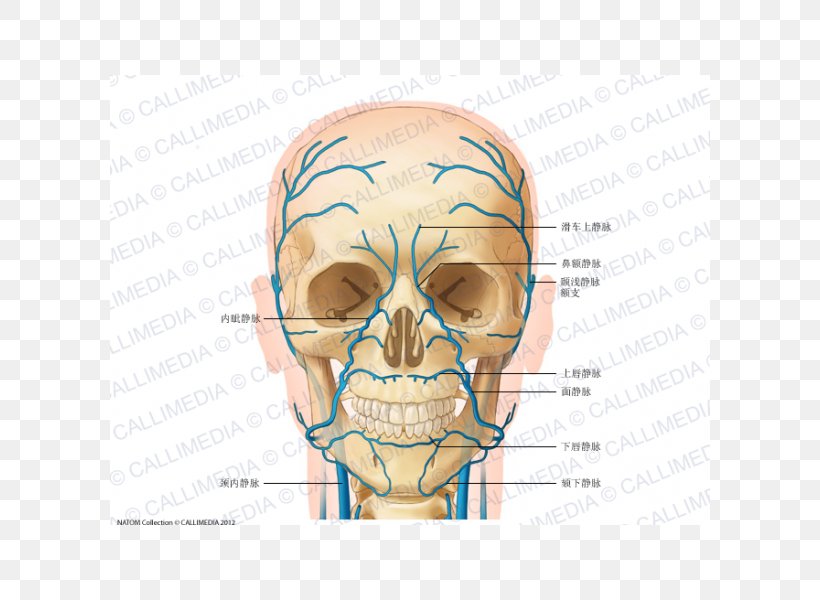 Head And Neck Anatomy Jugular Vein Supratrochlear Artery, PNG, 600x600px, Watercolor, Cartoon, Flower, Frame, Heart Download Free