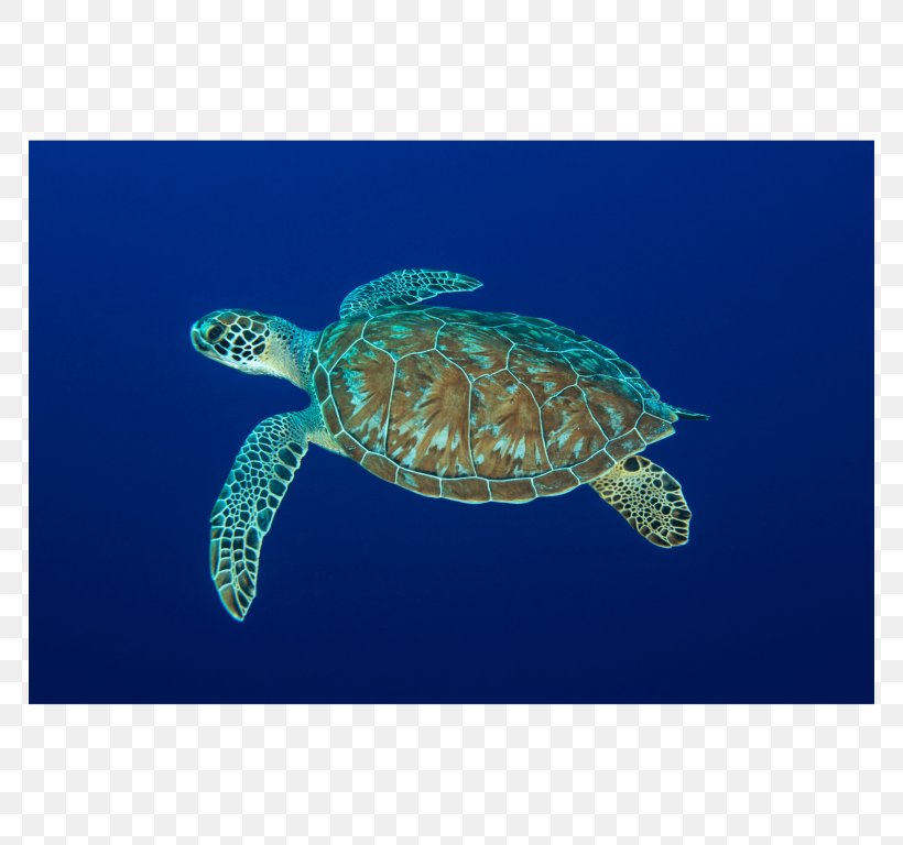 Loggerhead Sea Turtle Leatherback Sea Turtle Pond Turtles Reptile, PNG, 768x768px, Loggerhead Sea Turtle, Caretta, Dermochelyidae, Ecosystem, Emydidae Download Free