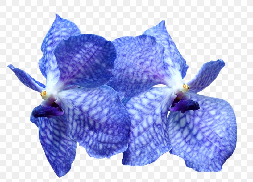 Orchids Flower Blue Tulip Plant Symbolism, PNG, 900x649px, Orchids, Blue, Flower, Flowering Plant, Iris Download Free