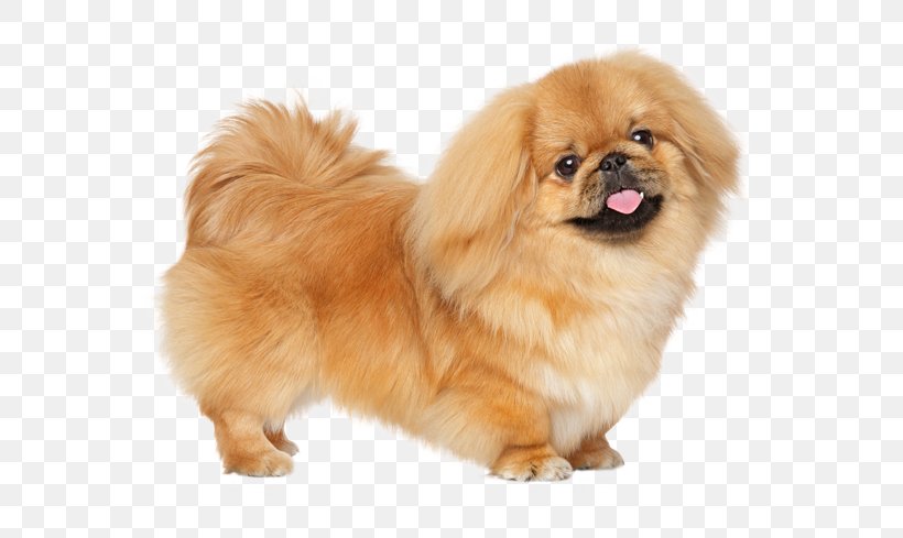Pekingese Puppy Russkiy Toy Little Lion Dog Dog Breed, PNG, 567x489px, Pekingese, Ancient Dog Breeds, Breed, Carnivoran, Chinese Imperial Dog Download Free