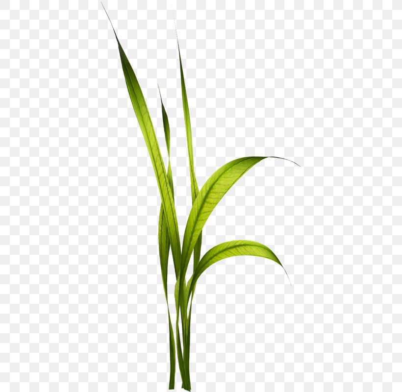 Picture Frames Video TinyPic Plant Stem, PNG, 411x800px, Picture Frames, Commodity, Crop, Email, Flower Download Free