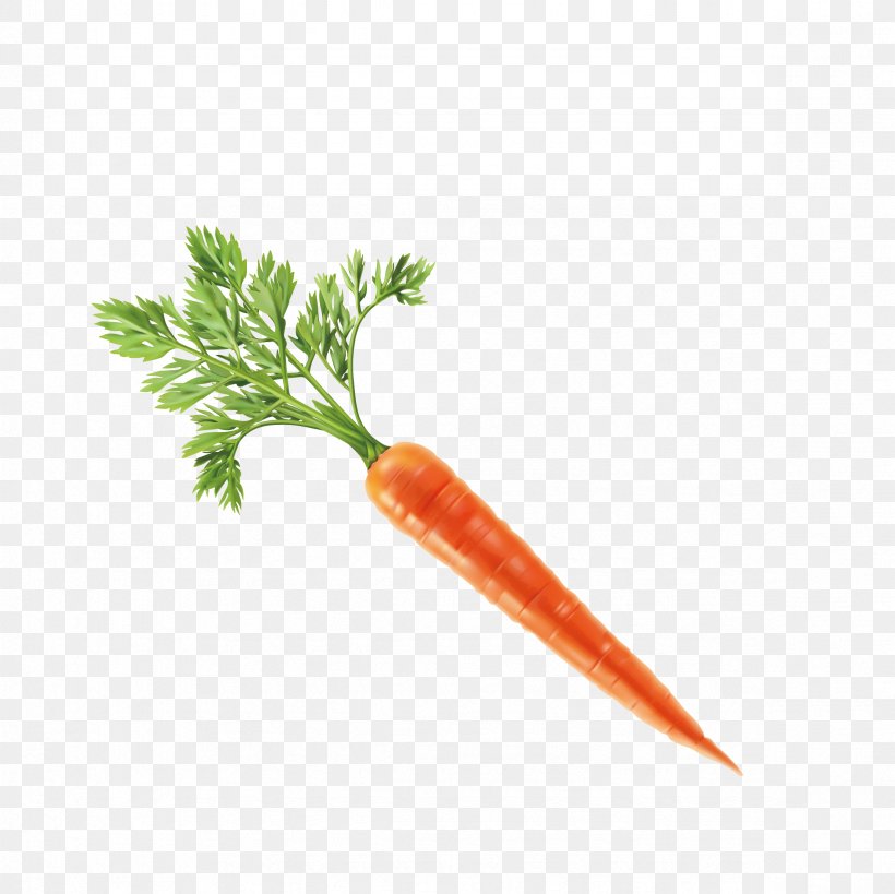 Vegetable Carrot Computer File, PNG, 2362x2362px, Vegetable, Carrot, Display Resolution, Food, Fruit Download Free