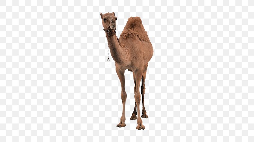 Bactrian Camel Dromedary Erg Chigaga MHamid El Ghizlane, PNG, 760x460px, Bactrian Camel, Arabian Camel, Camel, Camel Like Mammal, Display Resolution Download Free