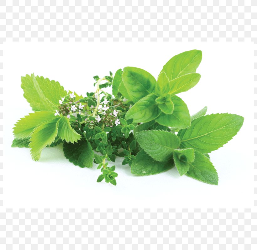 Herb Lemon Balm Stock Photography Food Plant, PNG, 800x800px, Herb, Food, Health, Herbal, Herbalism Download Free