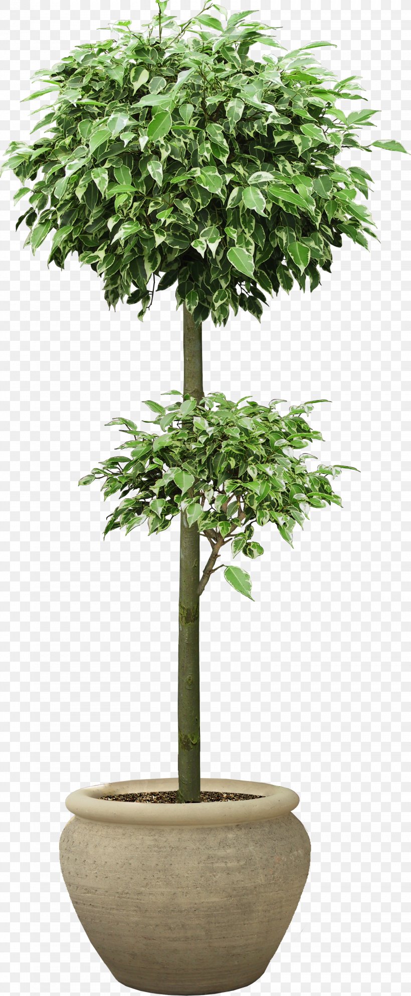 Houseplant Tree Clip Art, PNG, 1558x3776px, Houseplant, Evergreen, Fiddleleaf Fig, Flowerpot, Plant Download Free