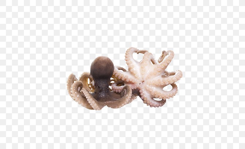 Octopus Stock Photography Squid As Food, PNG, 500x500px, Octopus, Cephalopod, Cephalopod Ink, Food, Jewellery Download Free