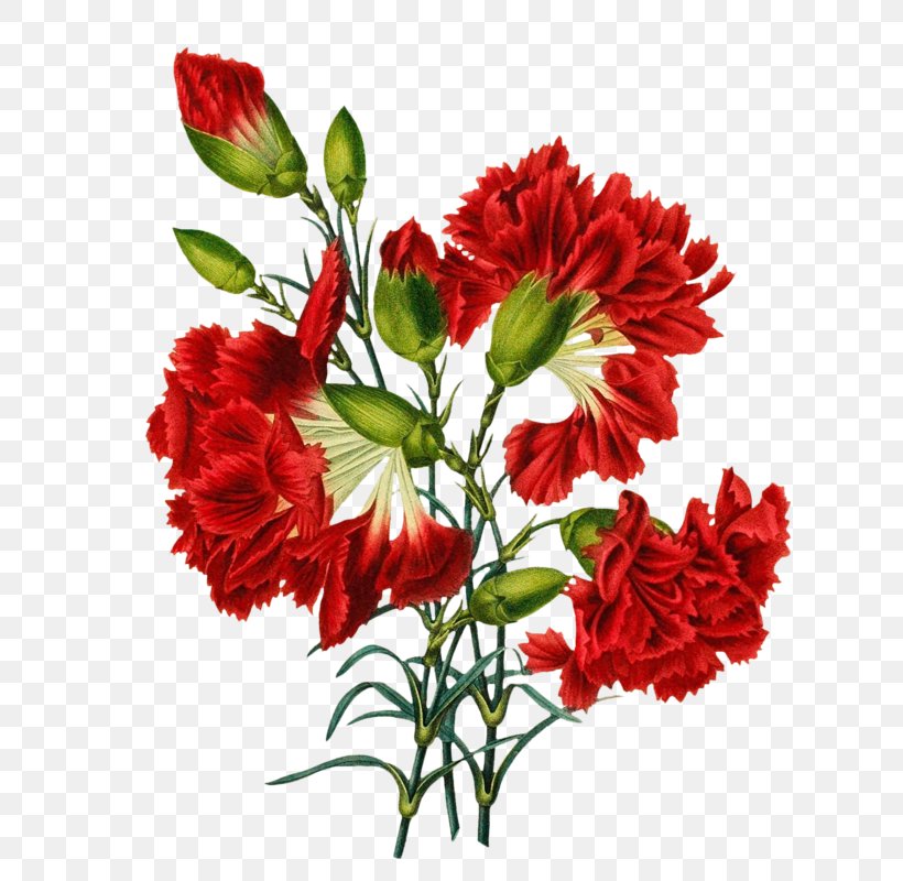 Carnation Art Flower Floral Design, PNG, 690x800px, Carnation, Alstroemeriaceae, Annual Plant, Art, Blume Download Free