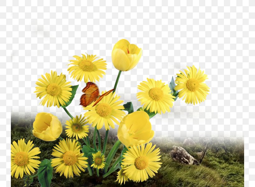 Chrysanthemum Indicum Clip Art, PNG, 750x600px, Chrysanthemum Indicum, Calendula, Chamaemelum Nobile, Chrysanthemum, Chrysanths Download Free