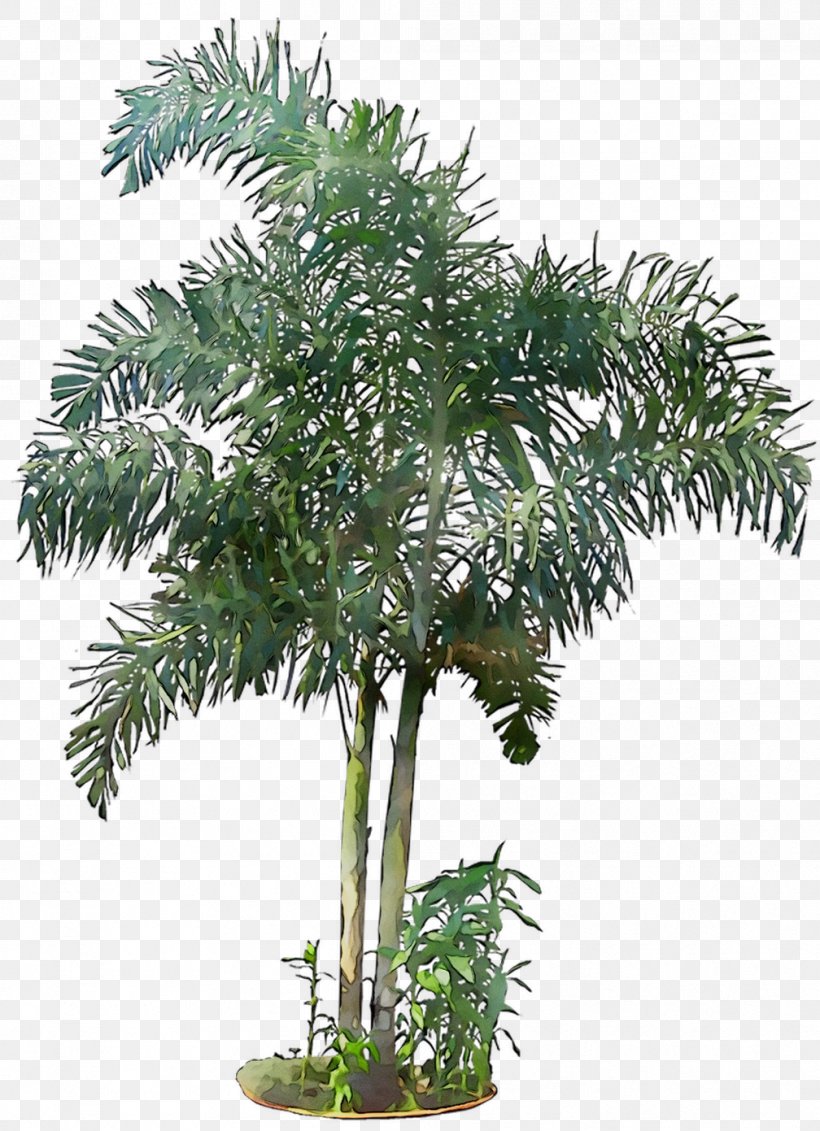 Flowerpot Houseplant Date Palm Shrub Branching, PNG, 1008x1391px, Flowerpot, Arecales, Bamboo, Branching, Date Palm Download Free