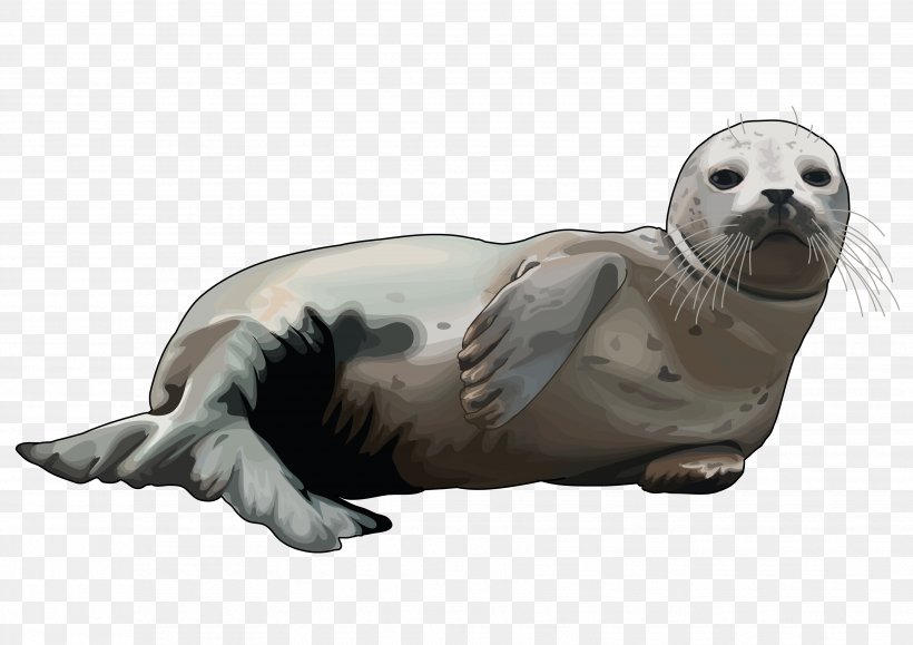 Mediterranean Monk Seal Elephant Seal Sea Lion Infographic Drawing, PNG, 3508x2480px, Mediterranean Monk Seal, Animal, Bear, Drawing, Earless Seal Download Free