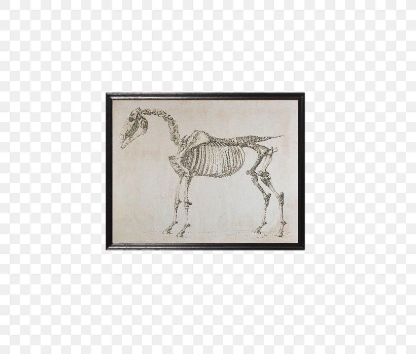 Skeleton Skeletal System Of The Horse The Lion, The Witch And The Wardrobe Animal, PNG, 615x697px, Skeleton, Animal, Drawing, Fauna, Furniture Download Free