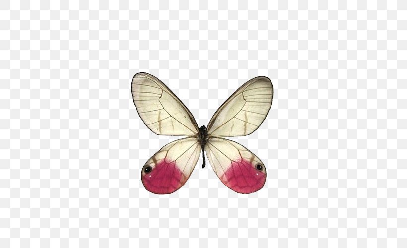 Swallowtail Butterfly Greta Oto Cithaerias Pink, PNG, 500x500px, Butterfly, Butterflies And Moths, Cithaerias, Cithaerias Aurorina, Color Download Free