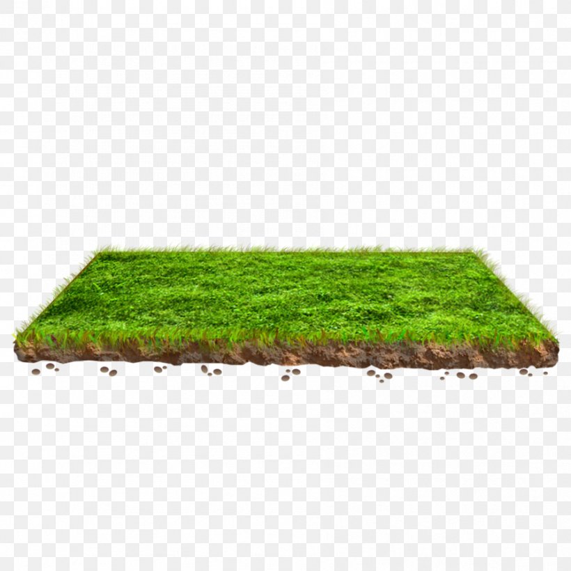 Lawn Grasses Plant Rectangle Family, PNG, 894x894px, Lawn, Family, Grass, Grass Family, Grasses Download Free