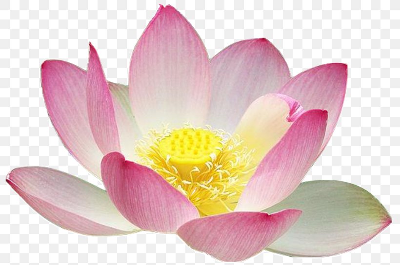Nelumbo Nucifera Lotus Seed Clip Art, PNG, 799x544px, Nelumbo Nucifera, Aquatic Plant, Blossom, Drawing, Favicon Download Free