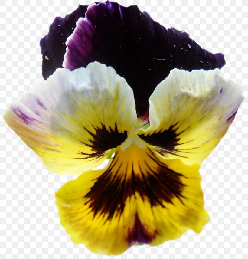 Pansy Information Yellow Clip Art, PNG, 862x900px, Pansy, Archive File, Color, Flower, Flowering Plant Download Free