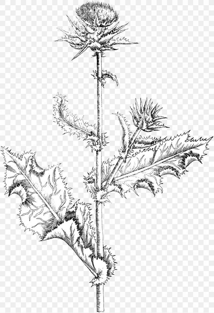 Drawing Milk Thistle Sketch, PNG, 1228x1800px, Drawing, Art, Black And White, Botanical Illustration, Botany Download Free