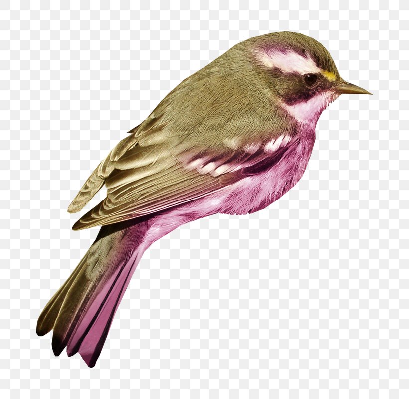 House Sparrow Bird Clip Art Image, PNG, 774x800px, House Sparrow, Beak, Bird, Emberizidae, Fauna Download Free