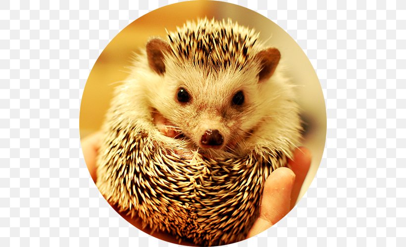 Domesticated Hedgehog Dog Horse Pet, PNG, 500x500px, Hedgehog, Computer, Cuteness, Dog, Domesticated Hedgehog Download Free