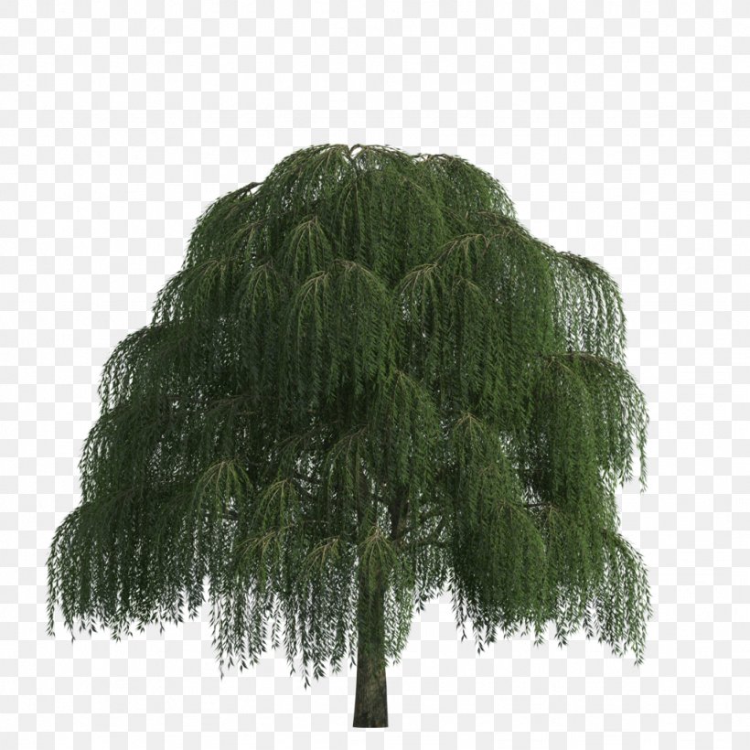 Family Tree Background, PNG, 1024x1024px, 3d Computer Graphics, Tree, American Larch, Evergreen, Grass Download Free