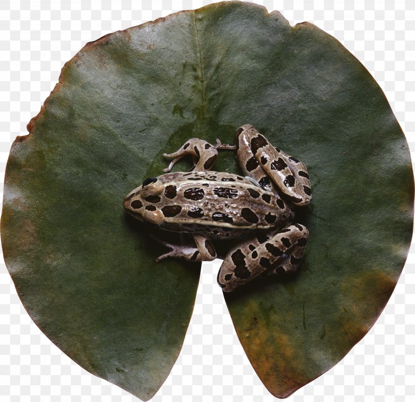 Frog Cartoon, PNG, 2600x2515px, Frog, Amphibians, Animal, Leaf, Leopard Frog Download Free