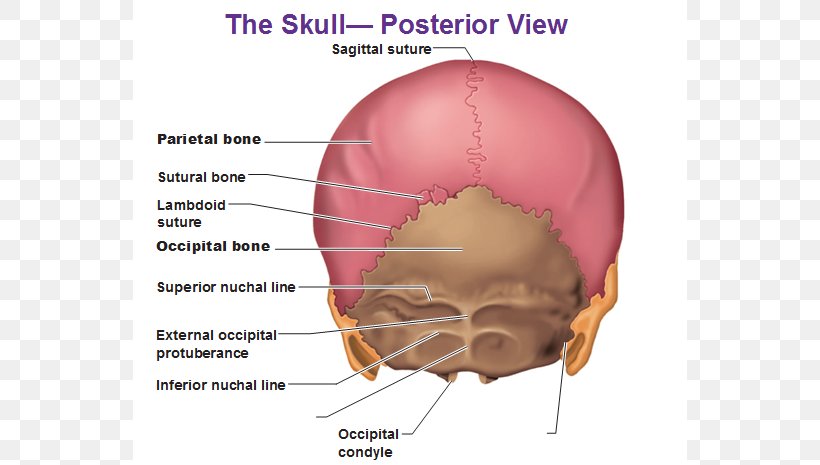 Human Body Skull Anatomy External Occipital Protuberance Human Back, PNG, 554x465px, Watercolor, Cartoon, Flower, Frame, Heart Download Free