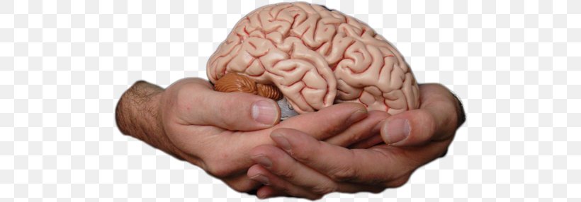 Human Brain Homo Sapiens Memory Consciousness, PNG, 500x286px, Watercolor, Cartoon, Flower, Frame, Heart Download Free