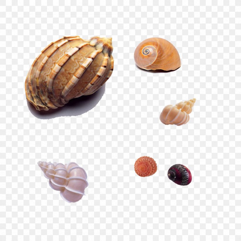 Seashell Sea Snail Mollusc Shell Shellfish, PNG, 1000x1000px, Seashell, Bolinus Brandaris, Conch, Conchology, Cypraecassis Rufa Download Free