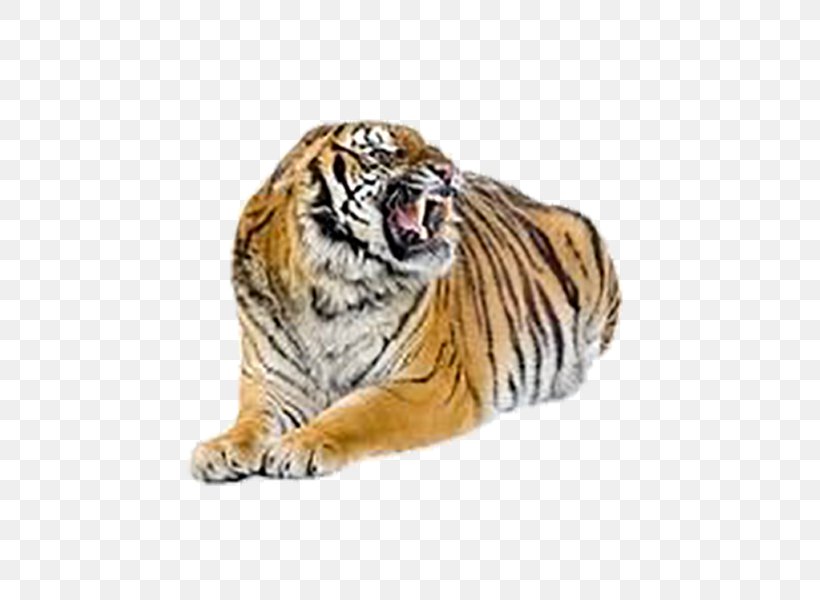 Bengal Tiger Cat Felidae Stock Photography, PNG, 600x600px, Bengal Tiger, Big Cats, Carnivoran, Cat, Cat Like Mammal Download Free