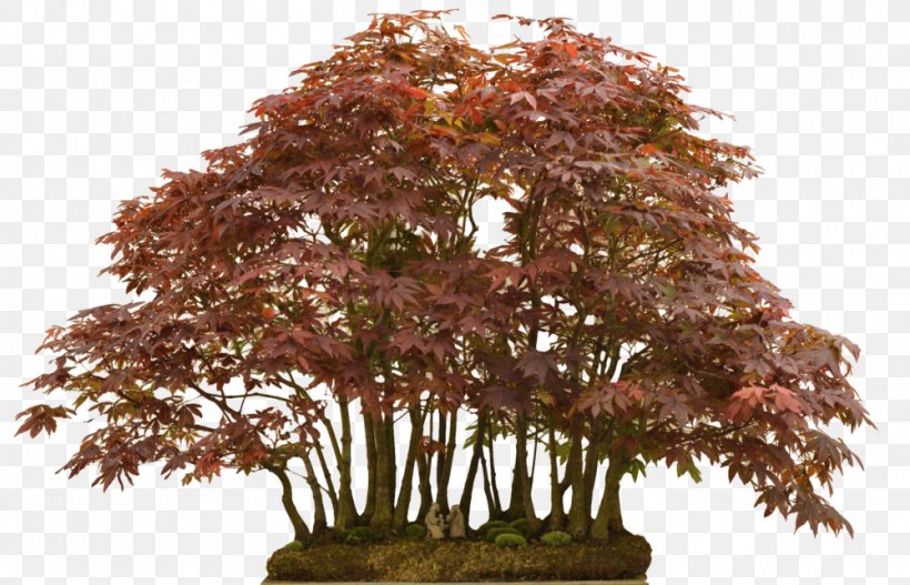 Bonsai Maple Tree, PNG, 1000x643px, Bonsai, Houseplant, Maple, Maple Tree, Plant Download Free